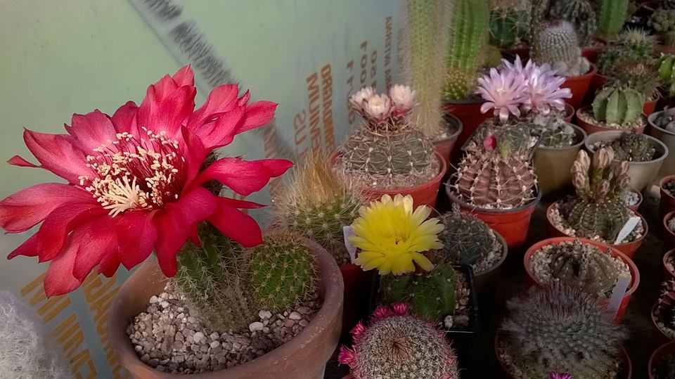 Almaverde Cactus Suculentas