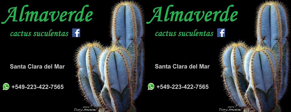 Almaverde Cactus Suculentas