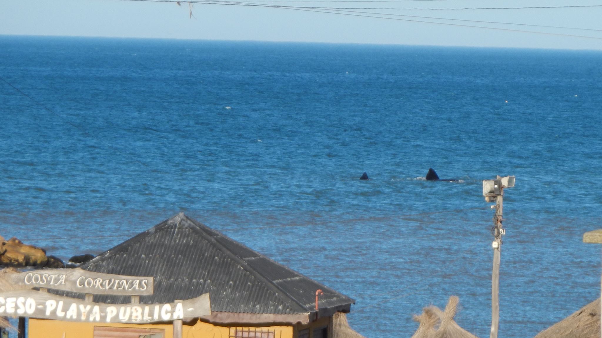 Ballenas en Santa Clara del Mar