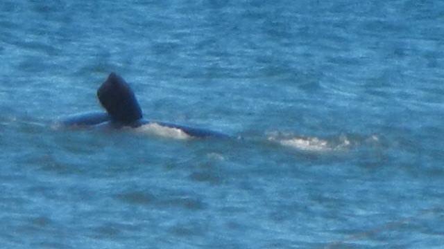 Ballenas en Santa Clara del Mar